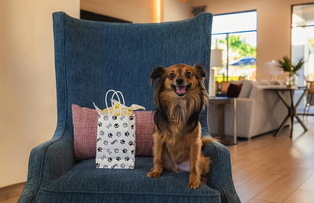 Pet-Friendy Apartments